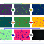 synthetic genes representation