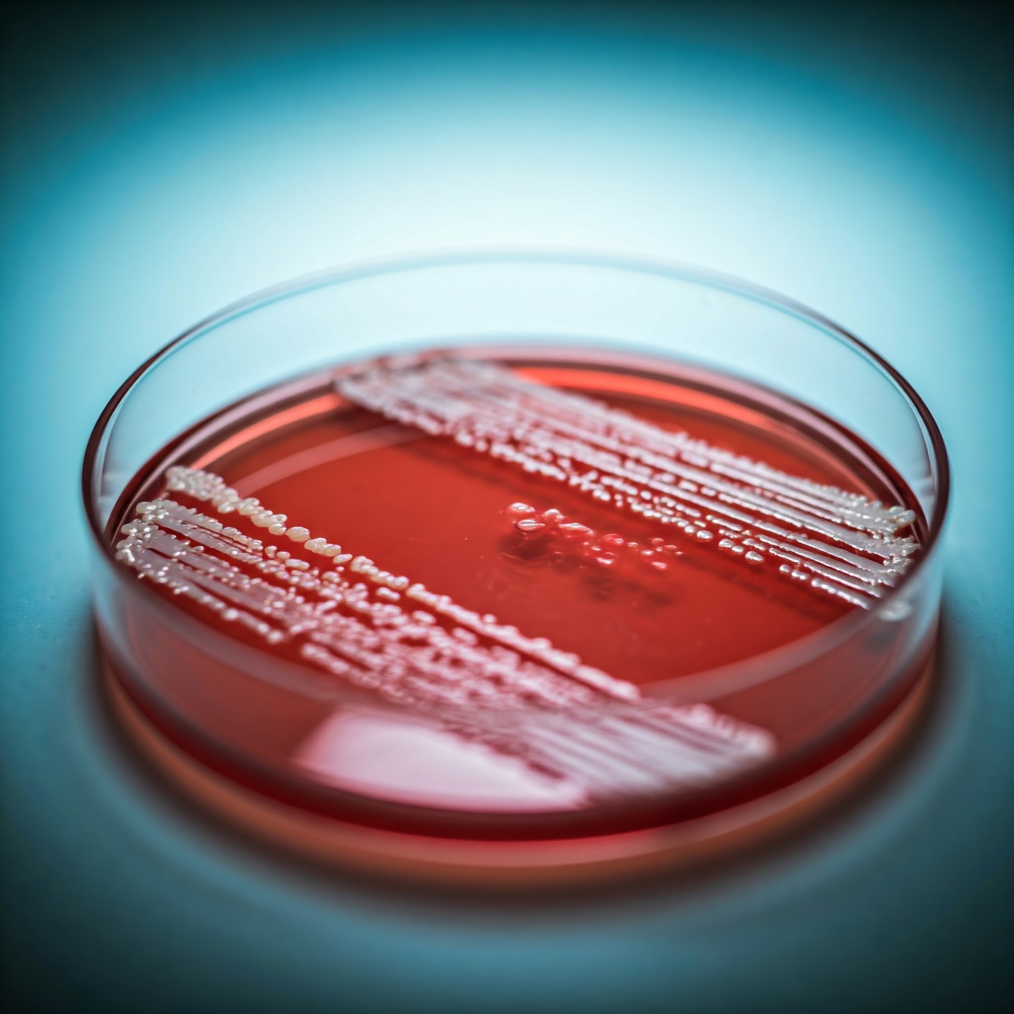 s. aureus culture representation