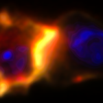 20250106 lipid raft in immune synapse