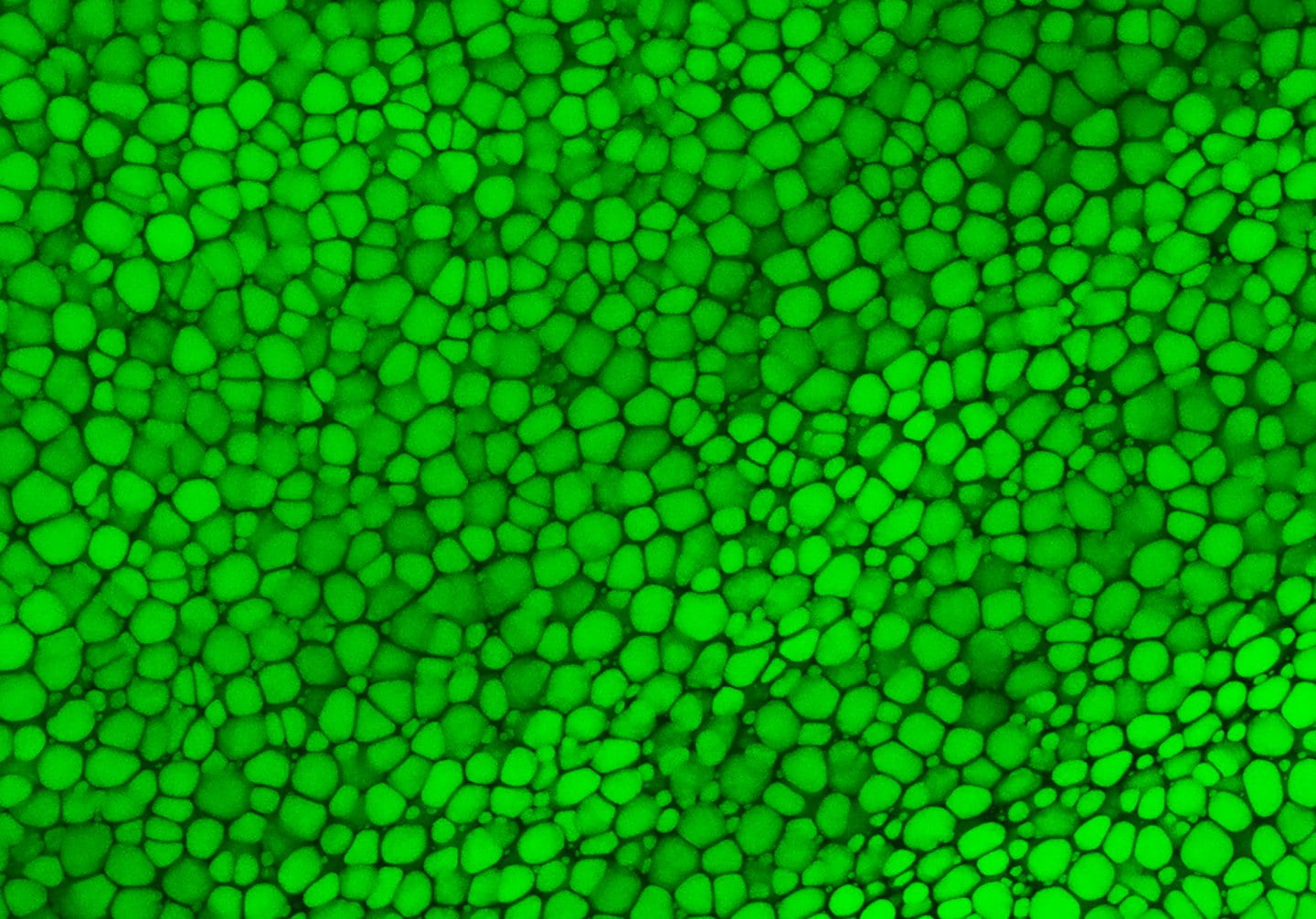 skeletal tissue regenerative medicine representation