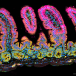 t cells small intestine representation