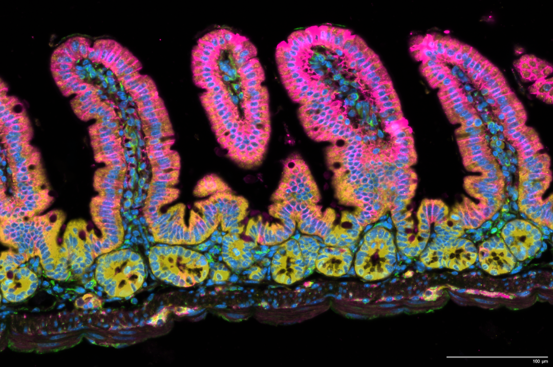 t cells small intestine representation