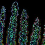 Villi SmIntestine 1200 628 1 22 25
