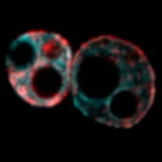 ancient viral DNA embryo development