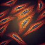 cell structure