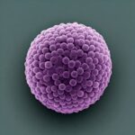 cellular transport