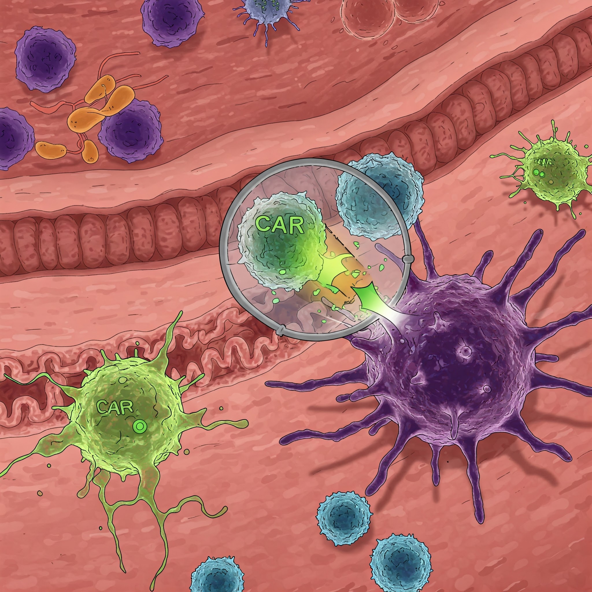 car t cells representation
