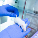 mice in clinical tests
