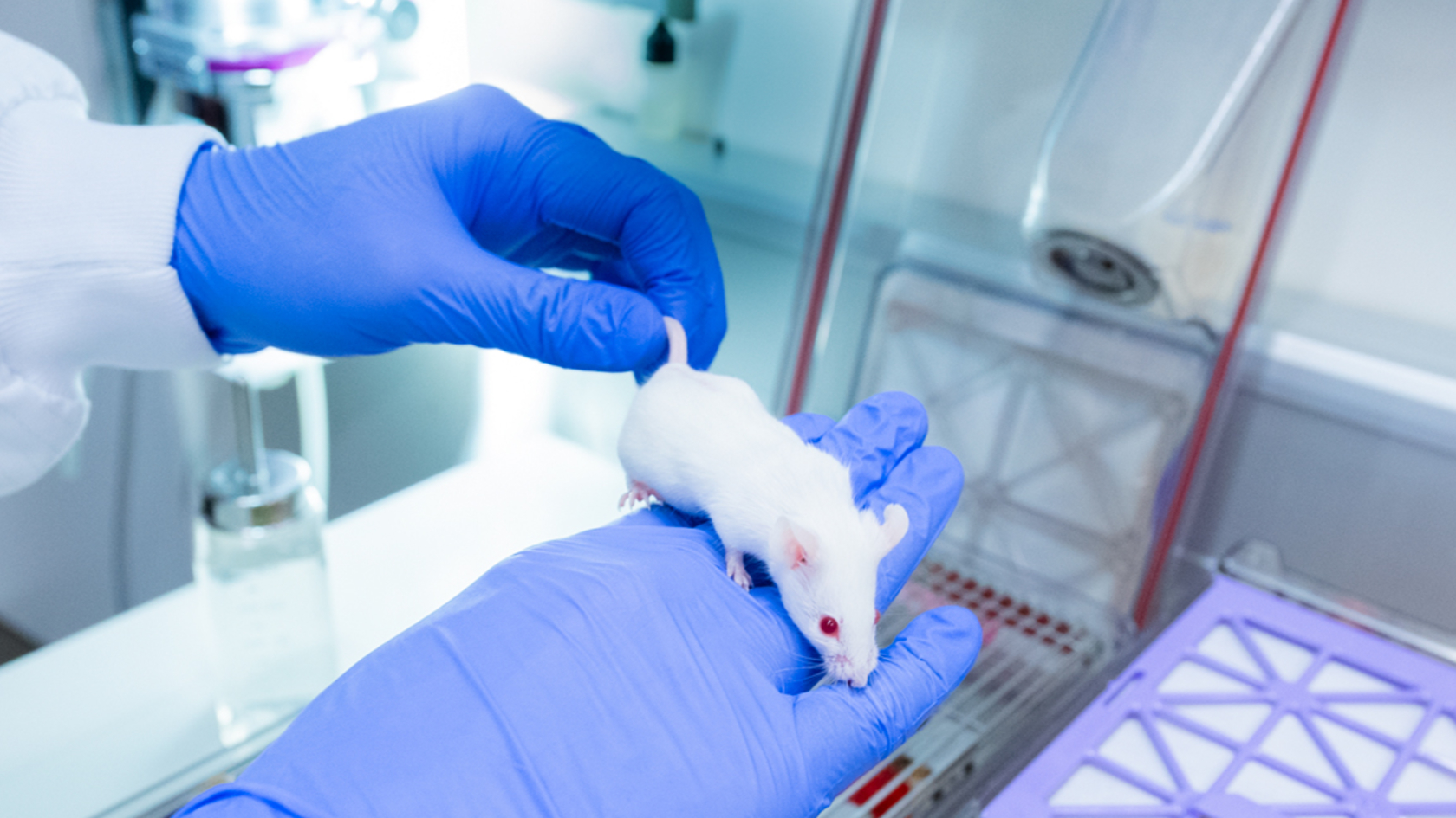 mice in clinical tests