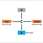 amino acid structure labeled
