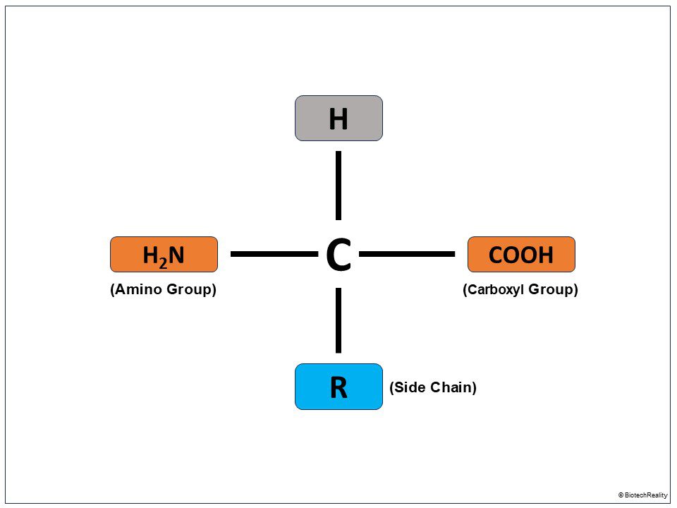 amino acid structure labeled
