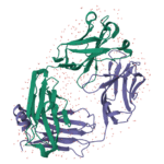 trastuzumab structure