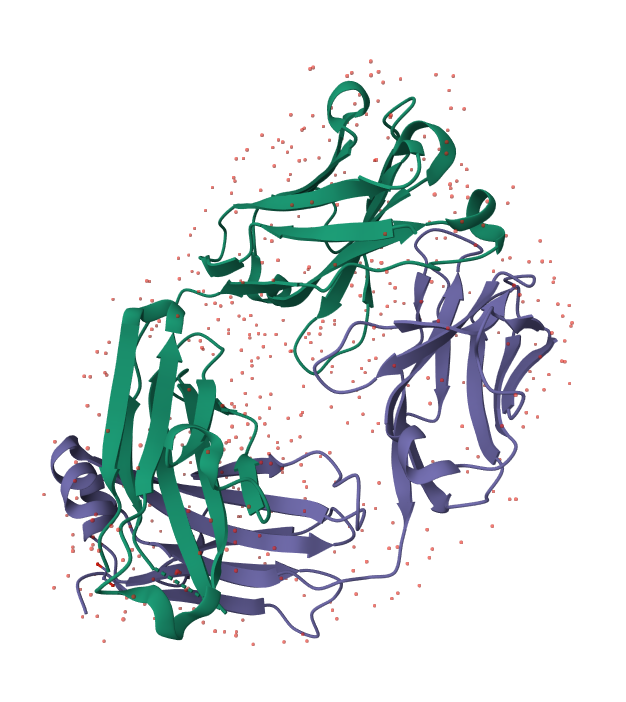 trastuzumab structure