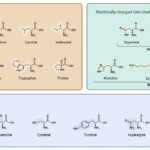 20 aminoacids structure