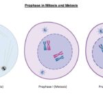 prophase in mitosis and meiosis