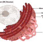 endoplasmic reticulum labelled diagram