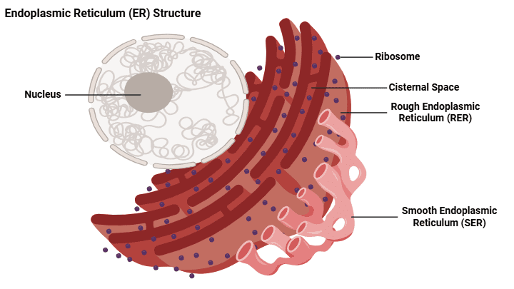 endoplasmic reticulum labelled diagram