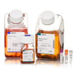 ThermoFisher CHO